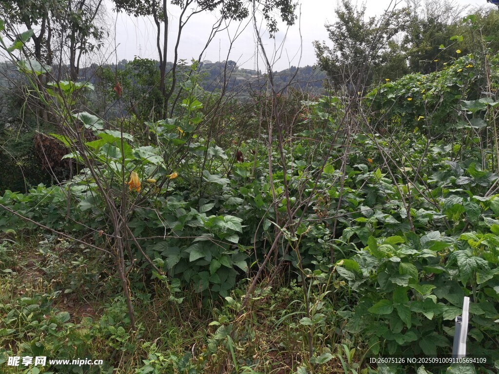 野外繁茂綠植景觀