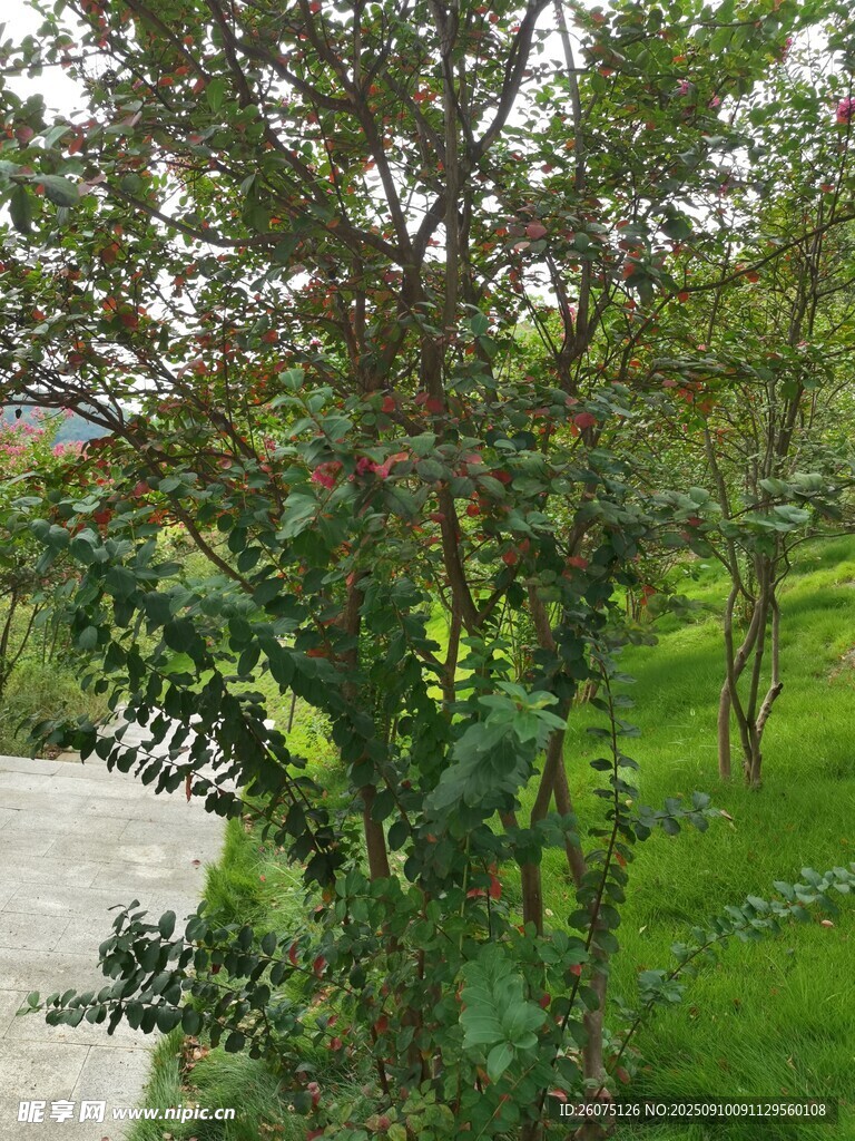 綠意盎然的園林植物景觀