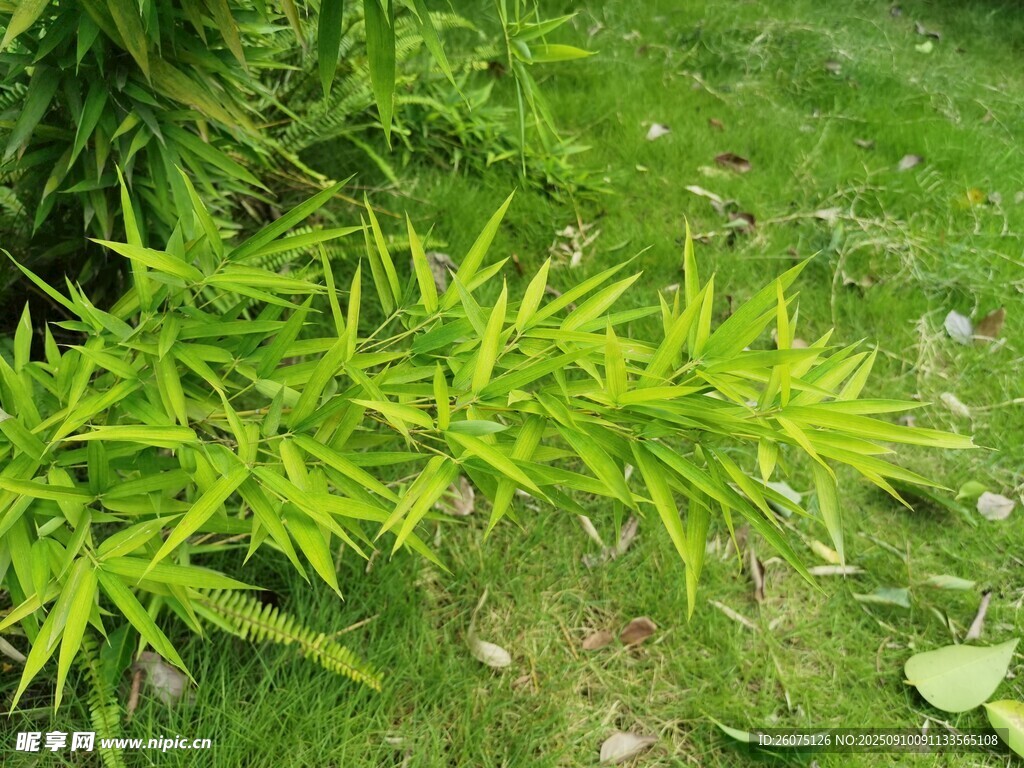 嫩綠竹葉于草地間生長(zhǎng)