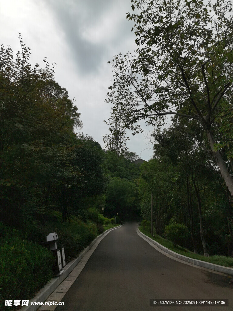 林間幽靜小路