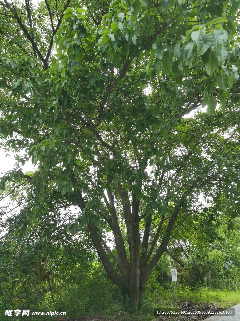 茂盛大樹綠意盎然的景致