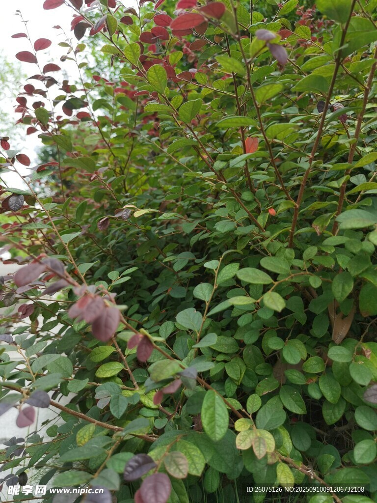 綠葉繁花的繁茂植物景觀