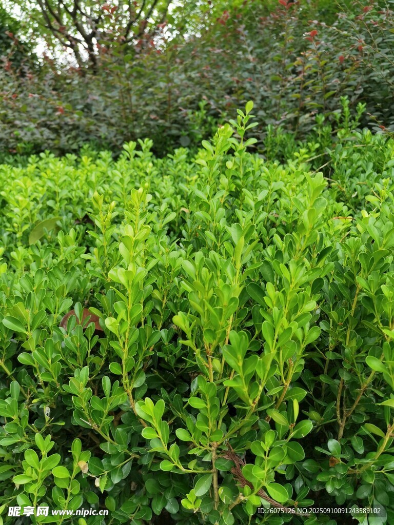 翠綠繁茂的灌木叢
