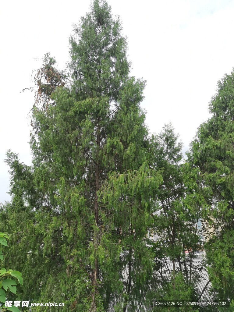 挺拔松樹(shù)綠意盎然