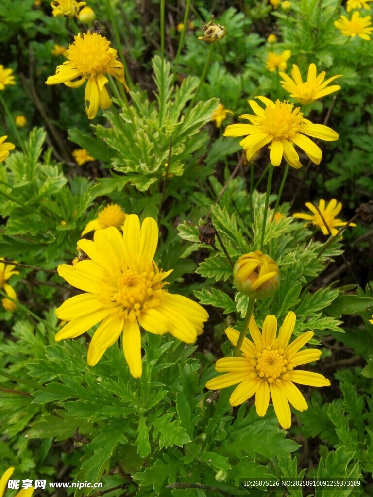 黃色小花綻放綠意間