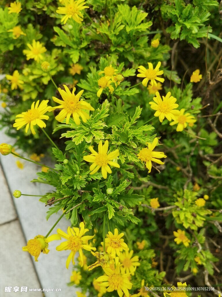 小徑旁的燦爛黃色小花