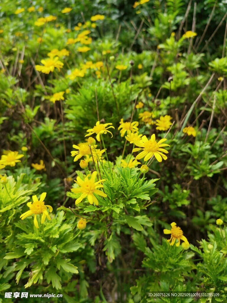 黃色小花綻放于綠植間