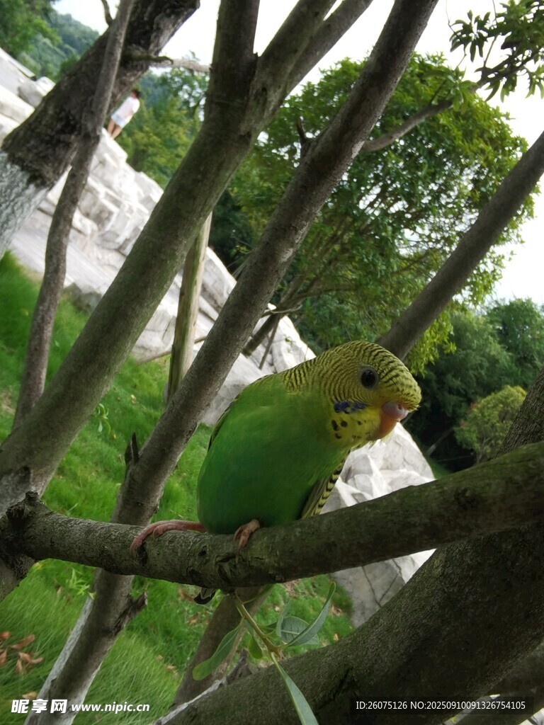 枝頭綠鸚鵡
