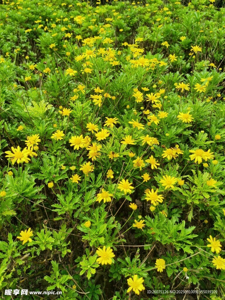 黃色菊花鋪滿綠色草地