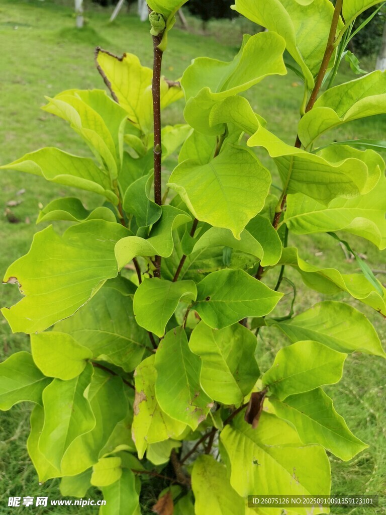 嫩綠葉片的生機植物