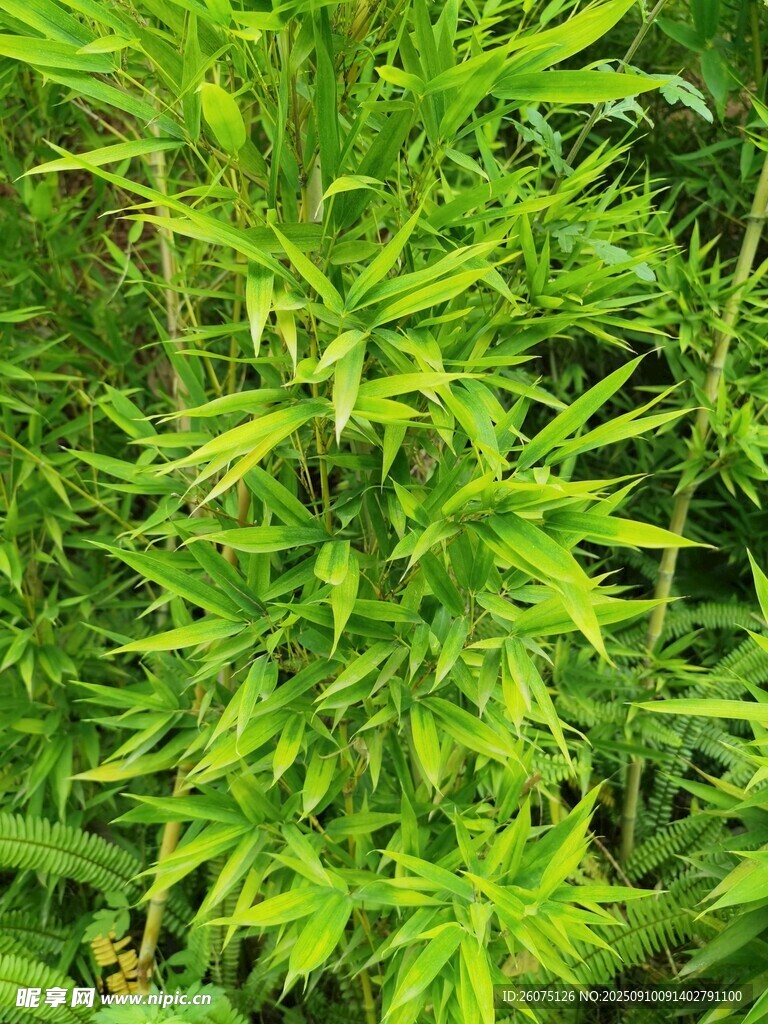 翠綠繁茂的植物枝葉