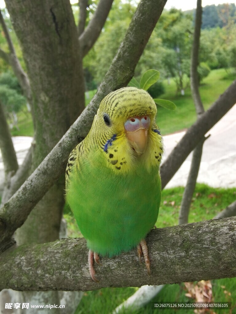 枝頭綠鸚鵡
