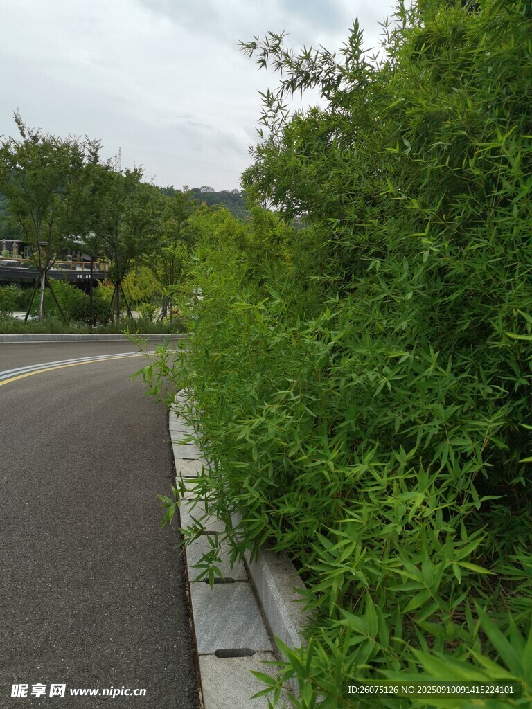 路邊蔥郁綠植景觀