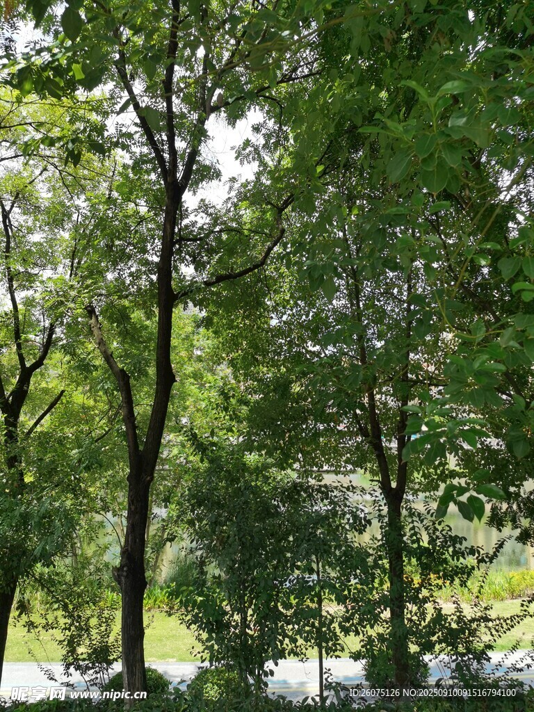 夏日林間綠意盎然
