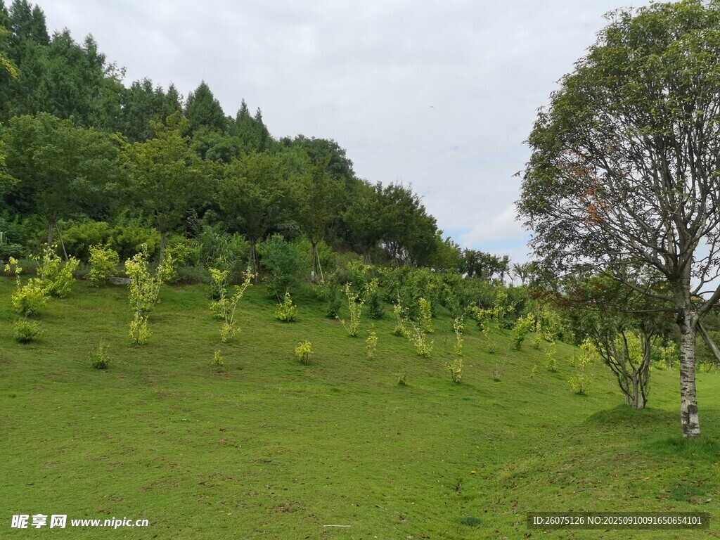 綠意盎然的山坡田園風(fēng)光