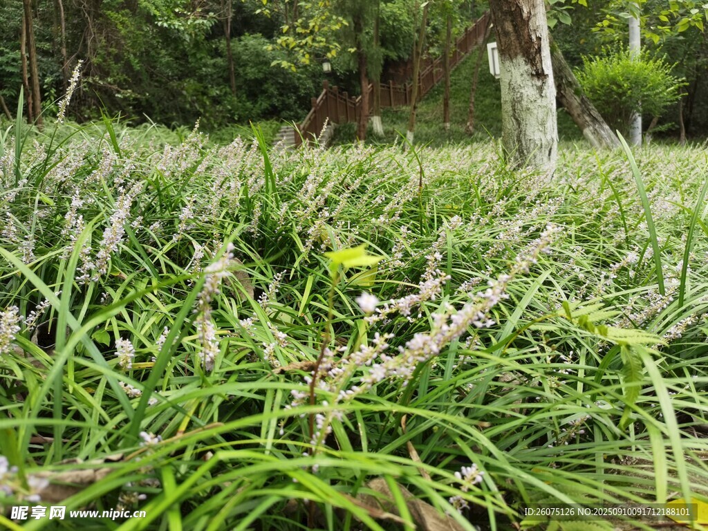蔥郁草地中的清新景致