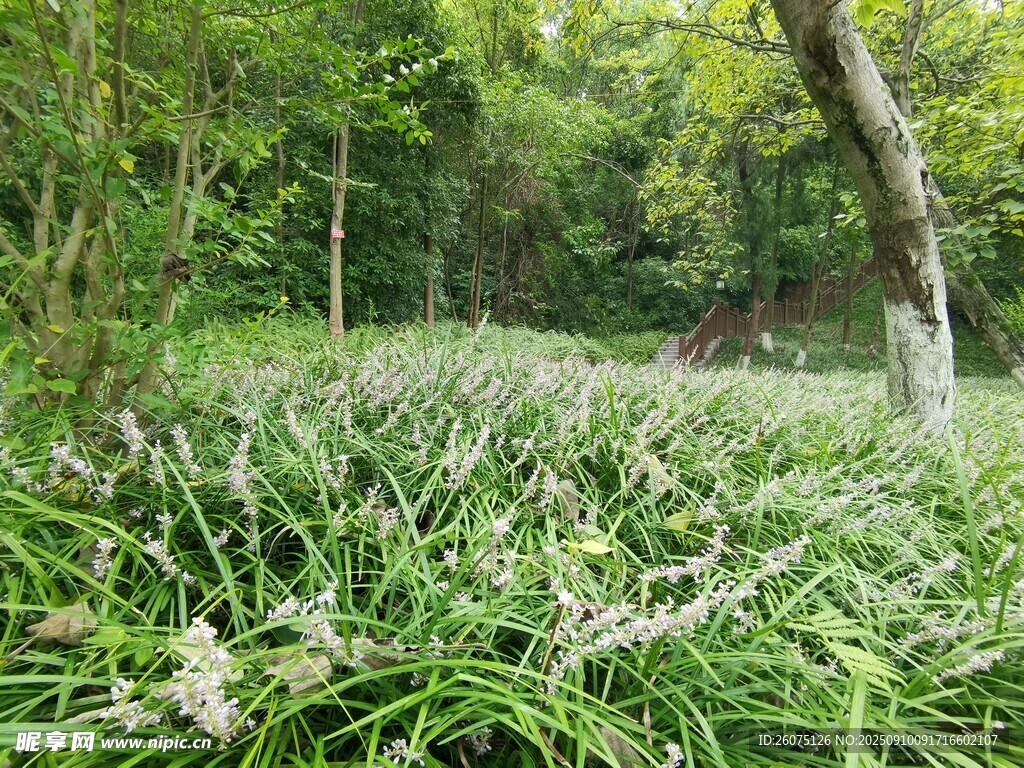 林間綻放的白色花卉景觀