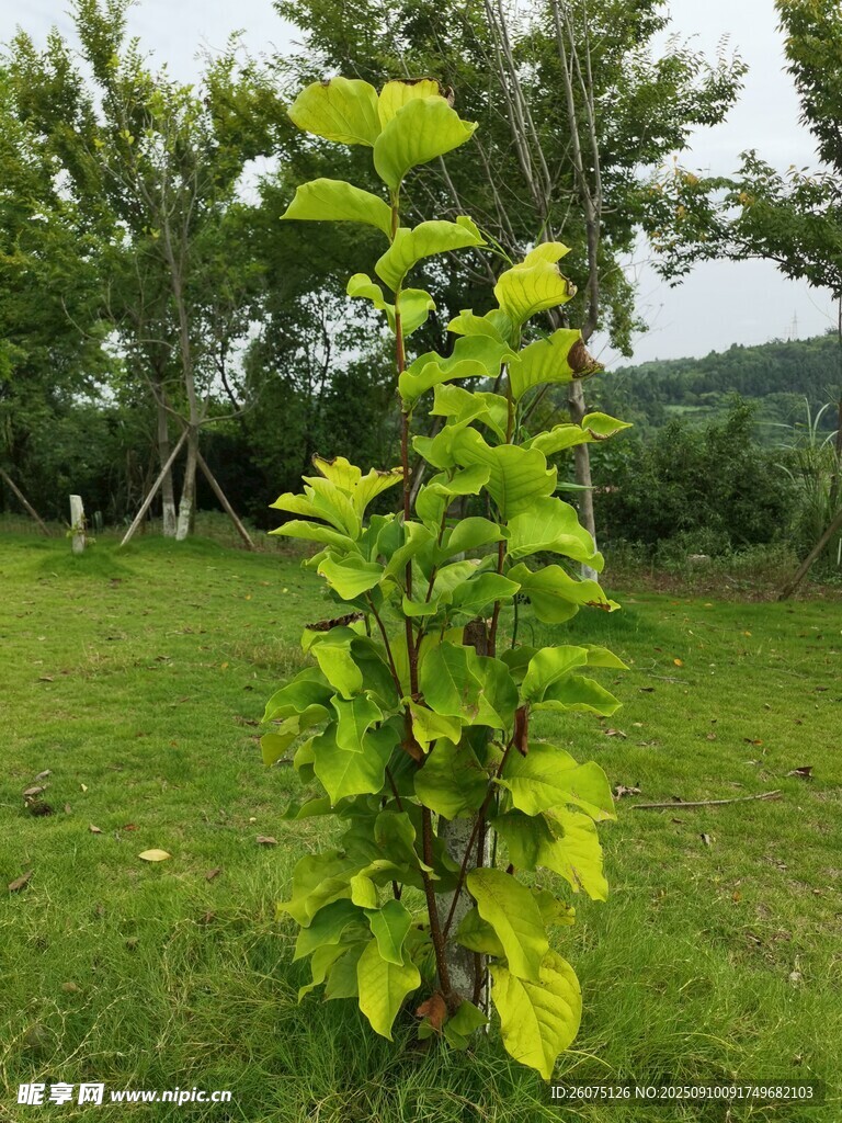 嫩綠小樹挺立在翠綠草地