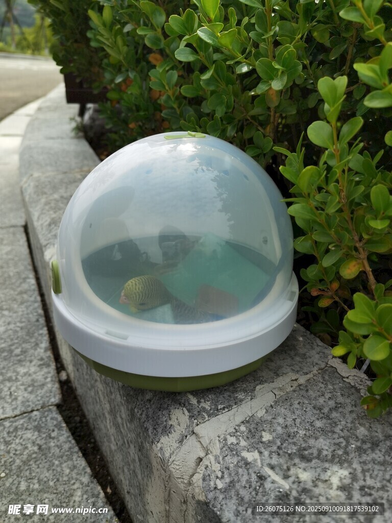戶外透明圓頂寵物窩
