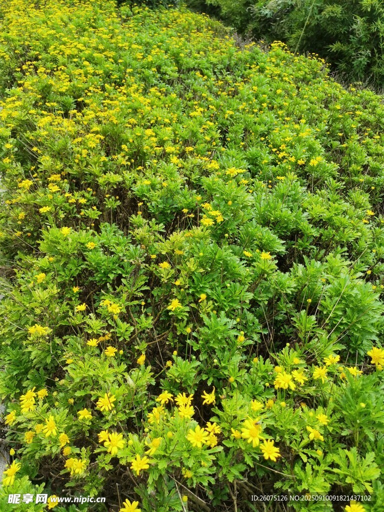 繁茂綠植間的黃色小花
