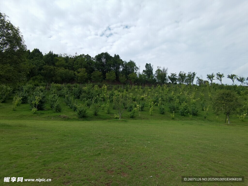 綠意盎然的開闊草地與樹林