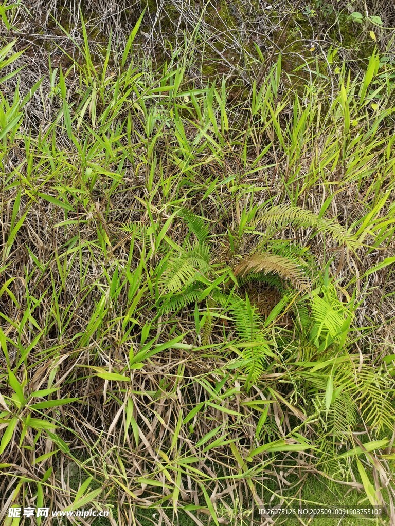 野外繁茂的綠色植物景象