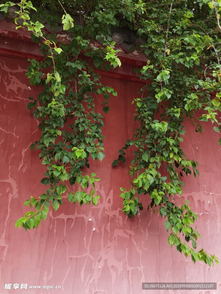 紅墻上的翠綠藤蔓
