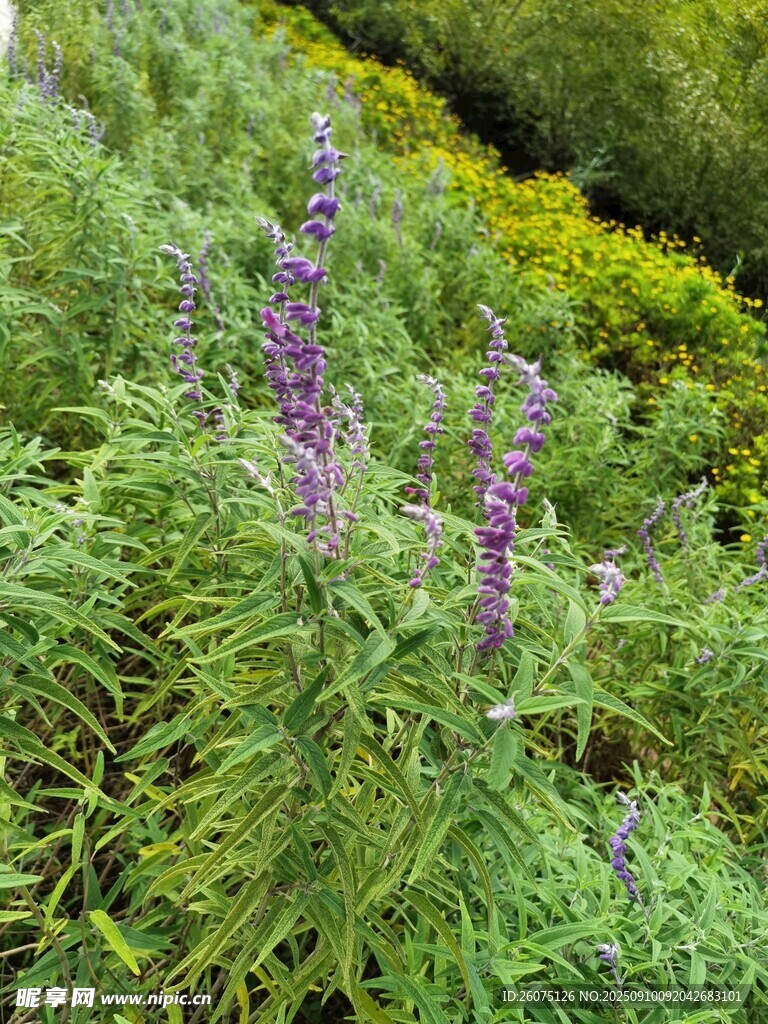 紫色花卉與綠色植物景觀