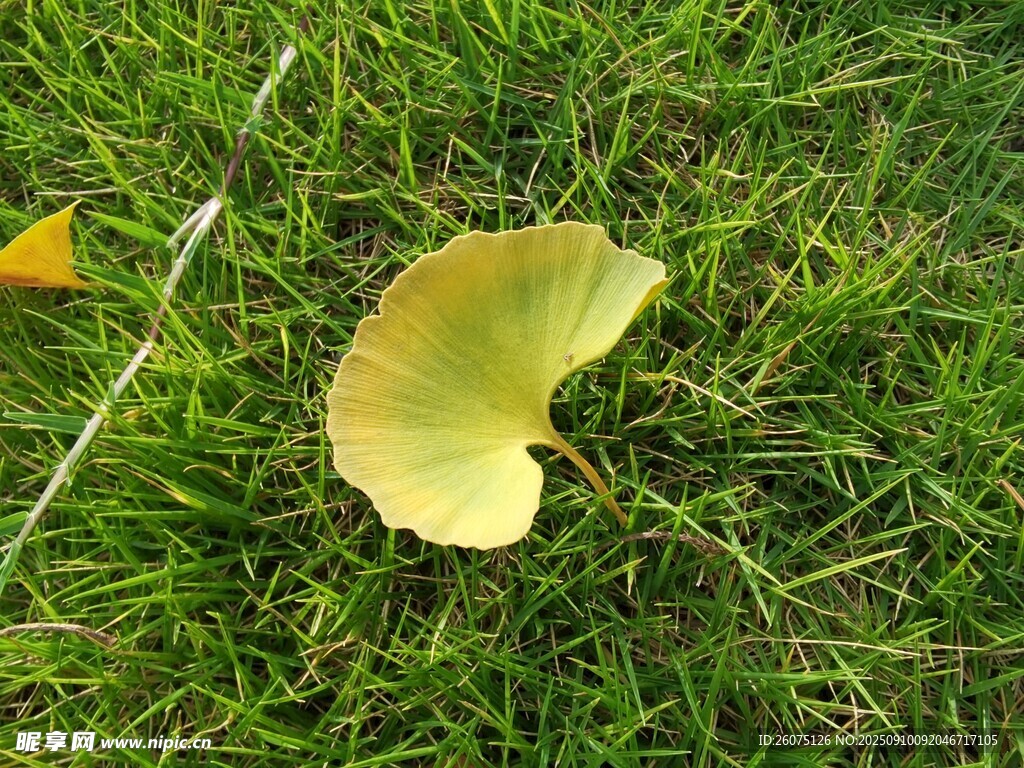 草地上的一片銀杏落葉