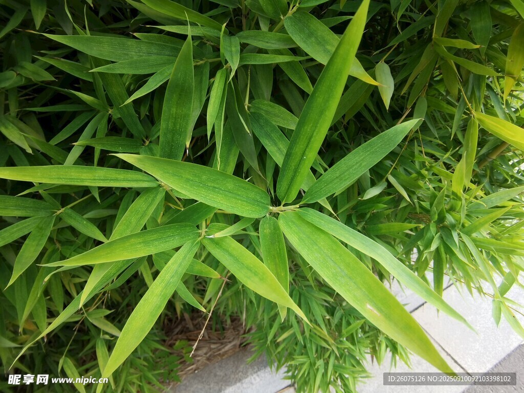 翠綠竹葉特寫