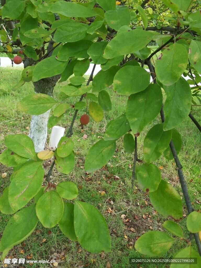 清新繁茂枝葉