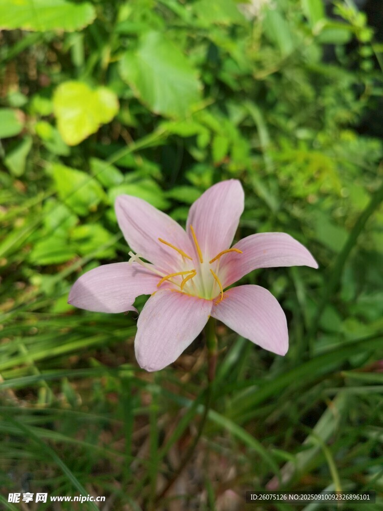 粉色嬌美風(fēng)雨蘭綻放