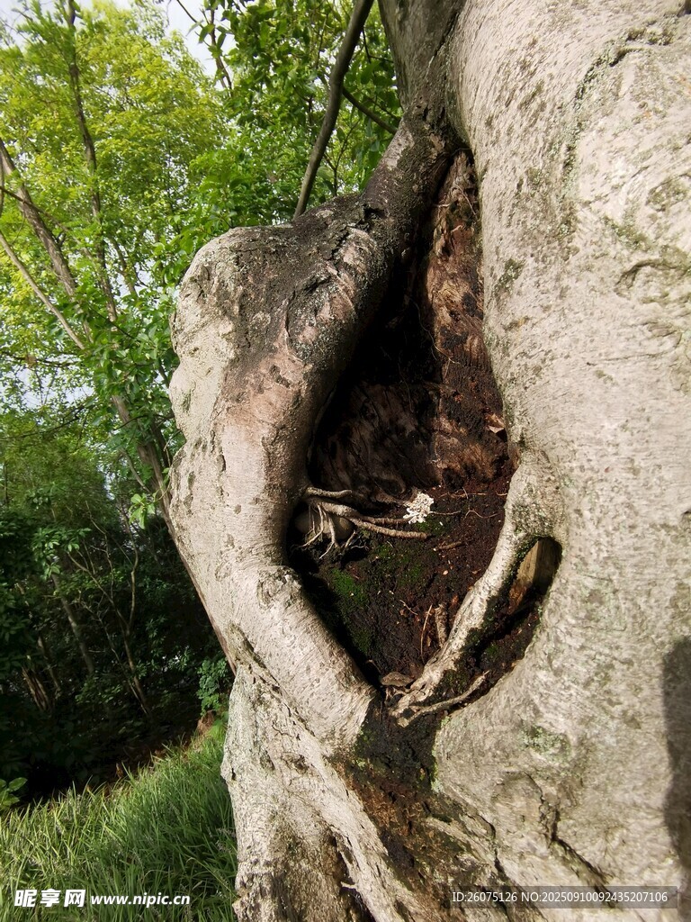 樹干奇特樹洞景觀