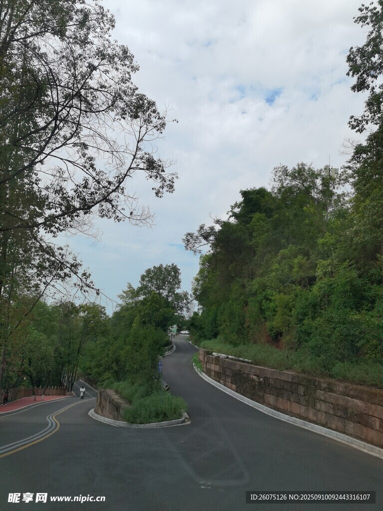蜿蜒林間路
