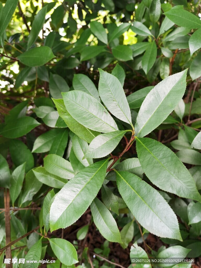 綠葉繁茂的植物特寫(xiě)