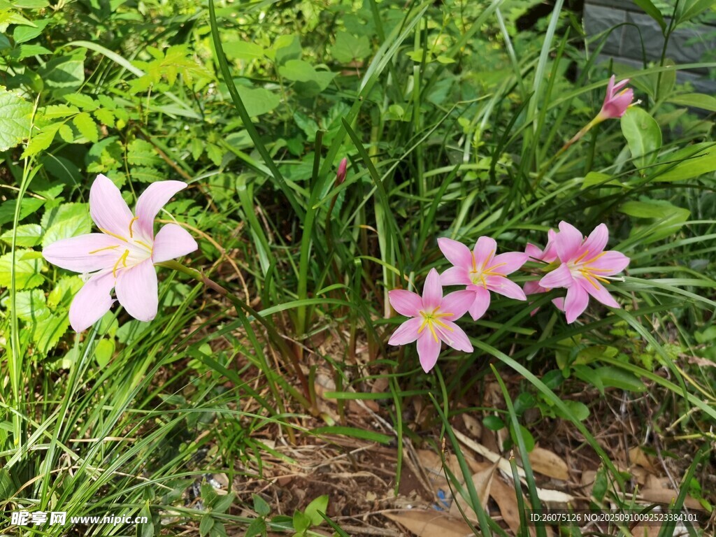 草叢中的粉色美麗花朵