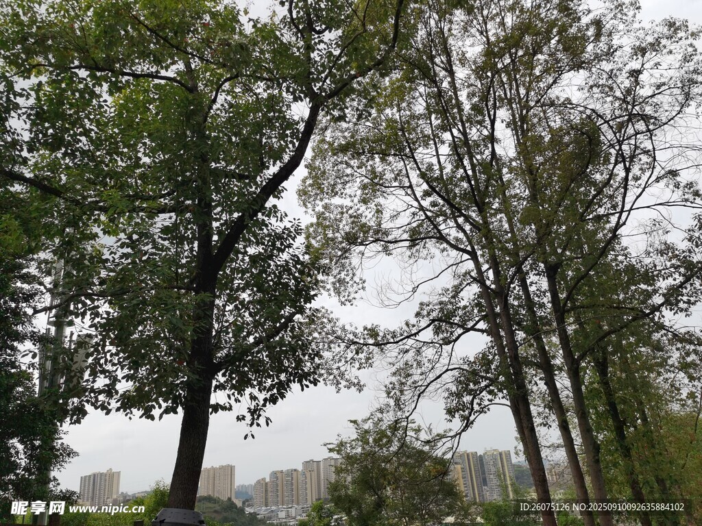 林間樹木天空隱約可見