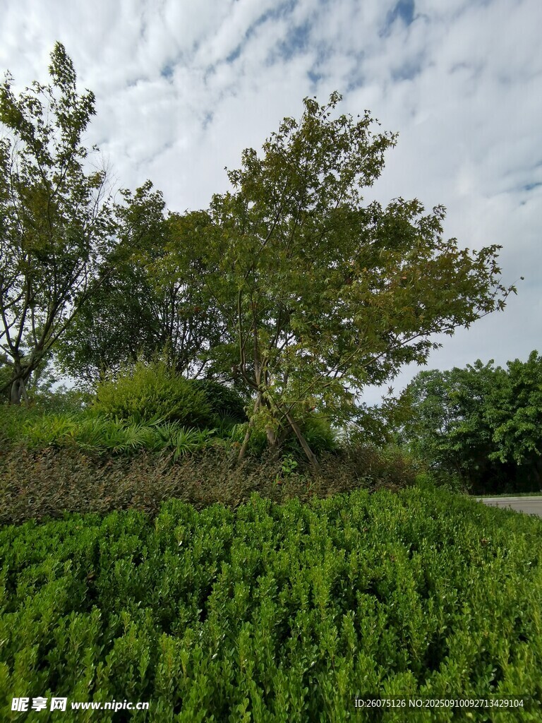 綠意盎然的野外植被景觀