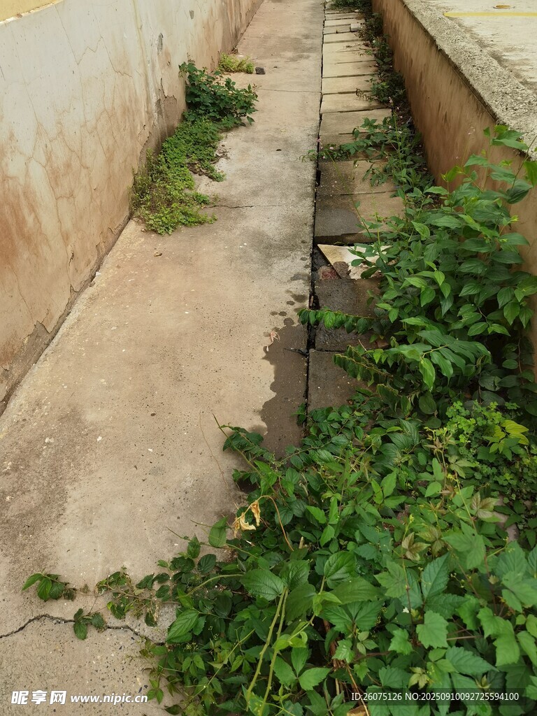 廢棄水渠邊的繁茂綠植