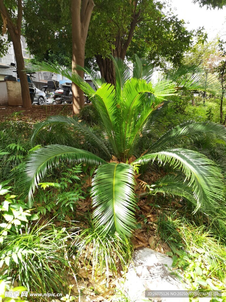 庭院中的茂盛蘇鐵植物
