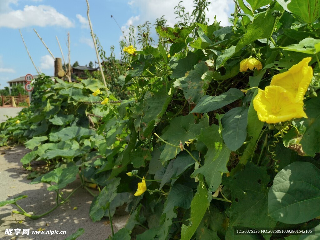 菜園中的黃色南瓜花綻放
