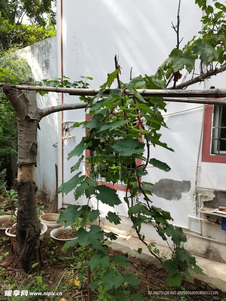 庭院綠植生機(jī)盎然景象