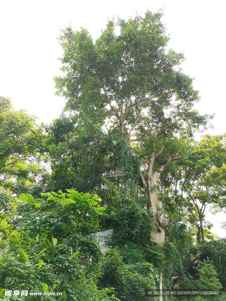 茂密叢林中的高大樹木