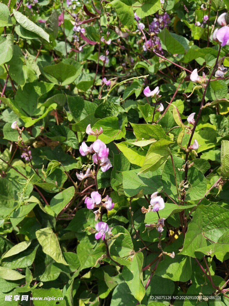 田野間農(nóng)作物綻放的粉嫩小花