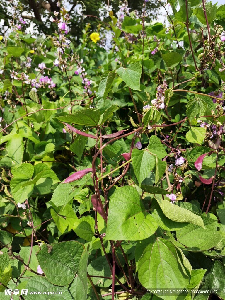 繁茂綠植中的多彩花卉