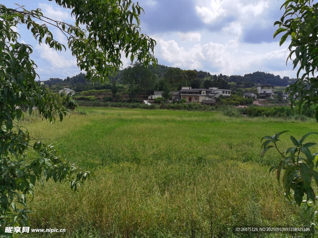 鄉(xiāng)村綠野風光