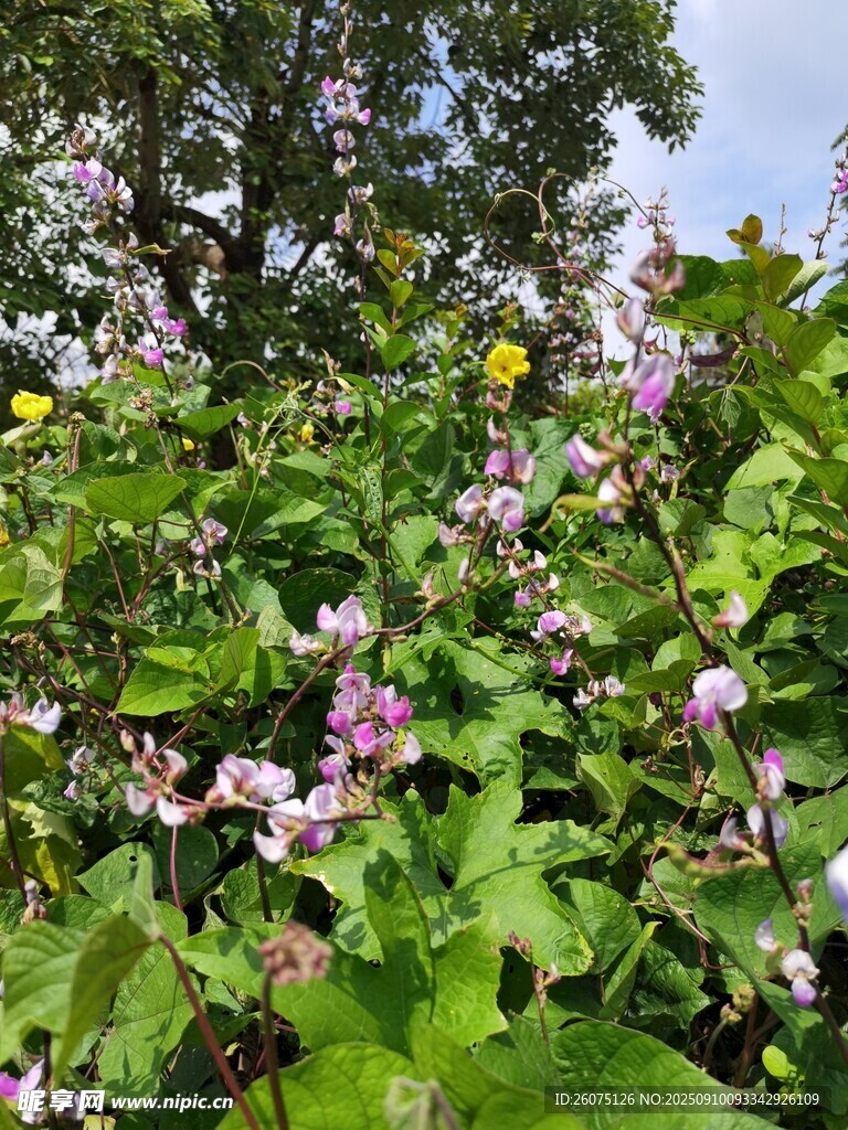 繁茂農(nóng)作物花叢中的絢爛景致