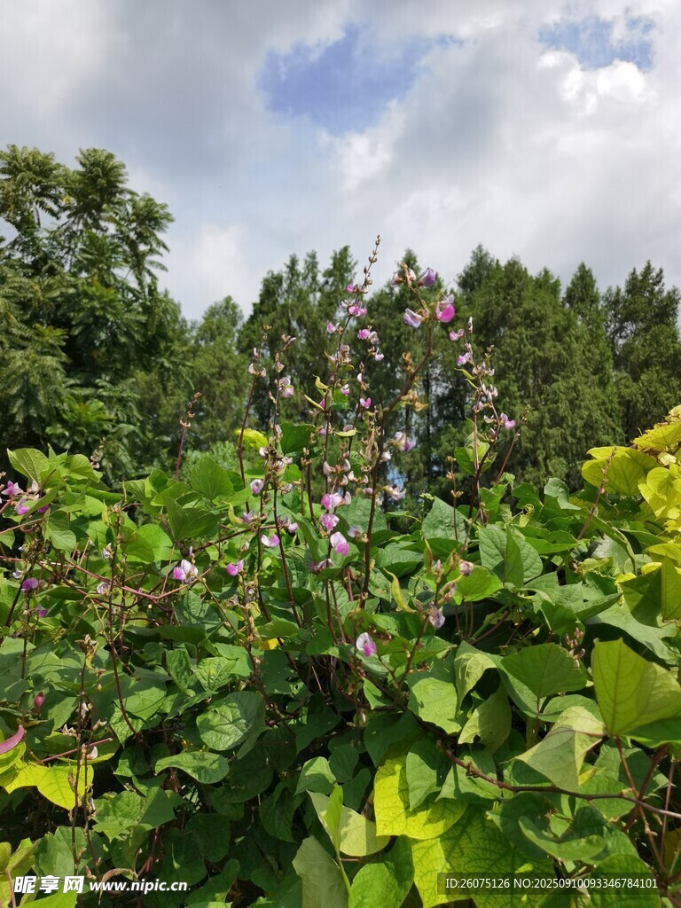 夏日繁茂的花草綠植景觀