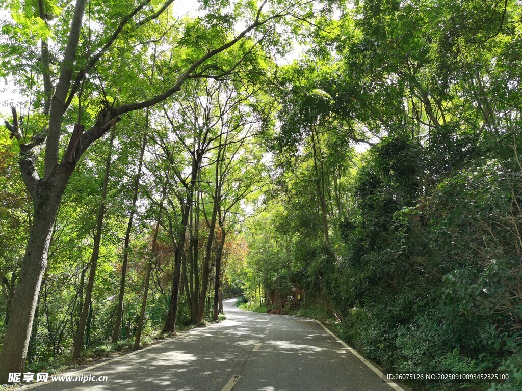 林間幽靜小路
