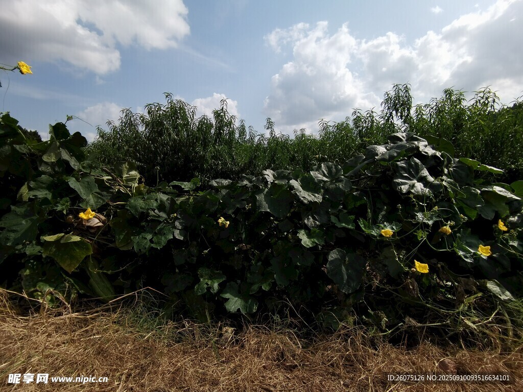 田野中的繁茂綠植景觀